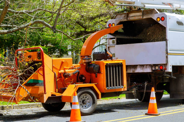 Professional Tree Care Services in Eleele, HI