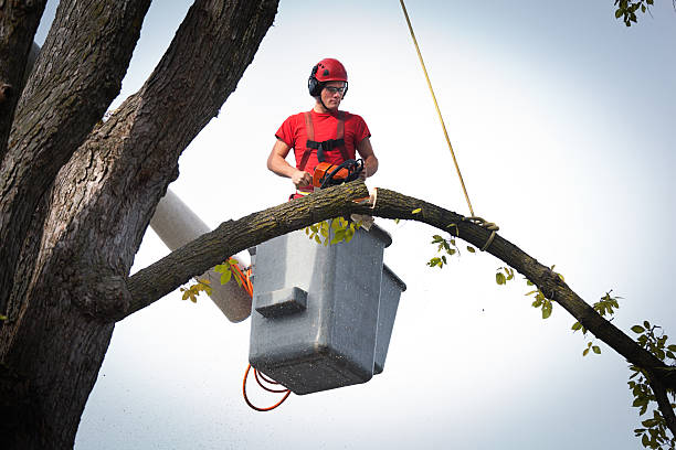 Best Tree Trimming and Pruning  in Eleele, HI